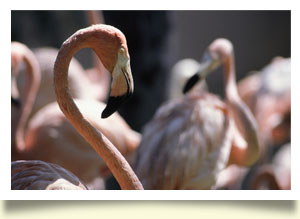 flamingos sunny safari