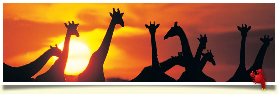 slide image sunny safari