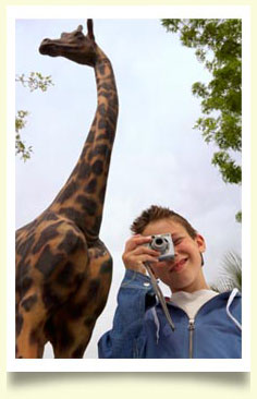 giraffe sunny safari