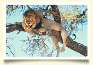 lion sunny safari
